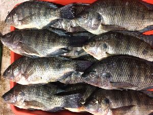 Live Tilapia Fish