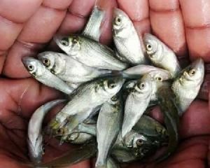 Catla Fish Seeds