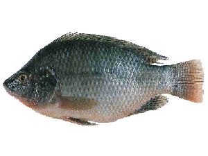 Tilapia Fish