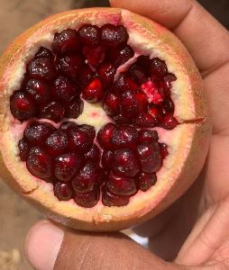 Pomegranate