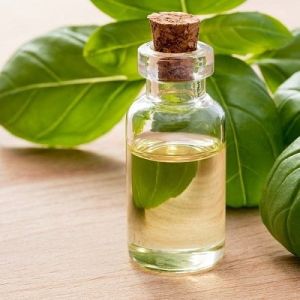 Basil Oil