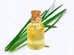 Calamus Oil