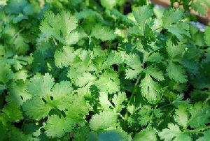 Fresh Coriander Leaves