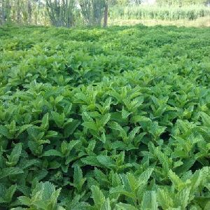 Dry Mint Leaves