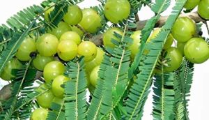 Amla Plants - Bonsai Plants Nursery