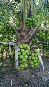 Dwarf Coconut Plants - Bonsai Plants Nursery