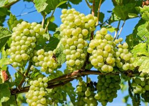 bonsai grapes plants