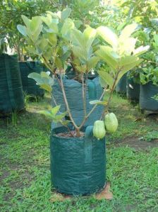 Taiwan Pink Guava Plants