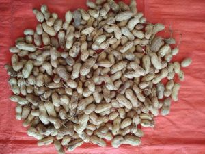 Groundnut