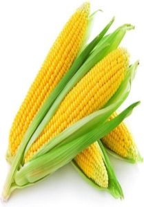 Maize