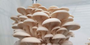 Oyster Mushroom