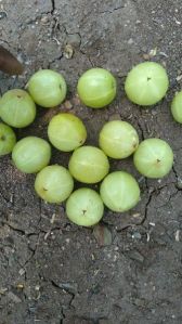 Amla