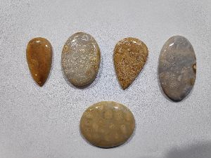 Fossil Coral