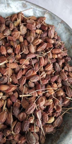 Neem Fruits