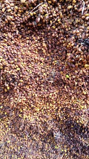 Neem Fruits