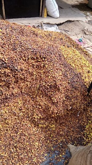 Neem Fruits