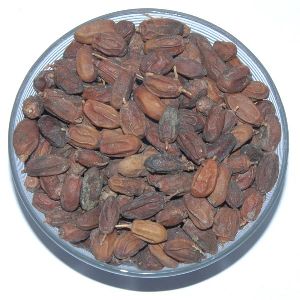 Neem Fruits