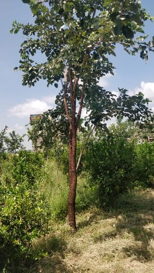 Red Sandal Wood Plant
