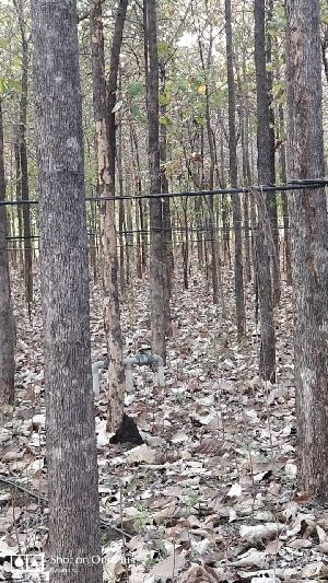 Teak Wood Plant