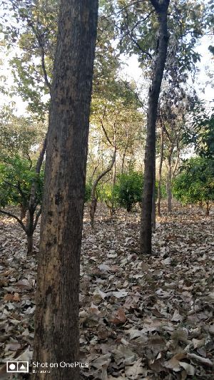 Teak Wood Plant