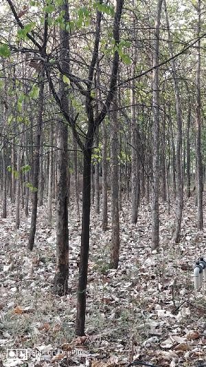 Teak Wood Plant
