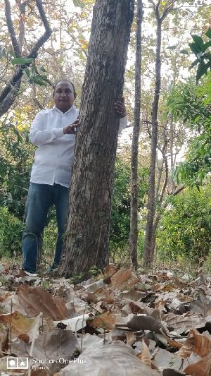 Teak Wood Plant