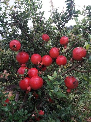 Pomegranate Fruits