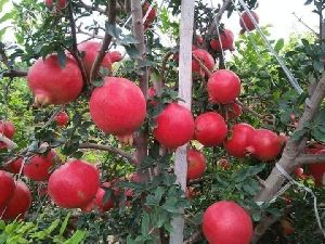 Pomegranate Fruits