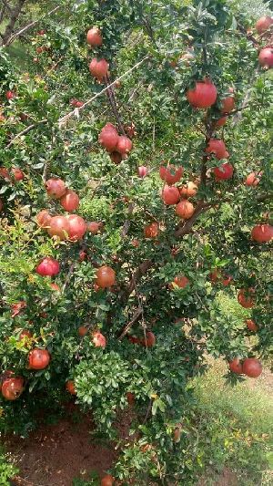 Pomegranate Fruits