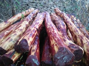 Red Sandal Wood Plant