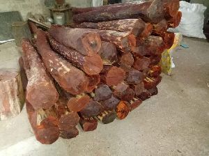 Red Sandal Wood Plant