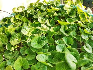 CENTELLA ASIATICA LEAVES.