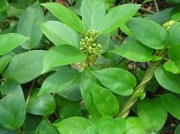 Gymnema Sylvestre Leaves