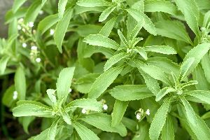 Stevia Leaves