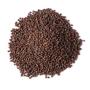 Brown Mustard Seeds