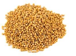 Yellow Mustard Seeds