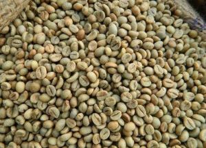 Robusta Coffee Beans