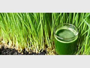 Wheat Grass Extract