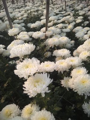 Kolkata Chrysanthemum Star White Guldavari Flower