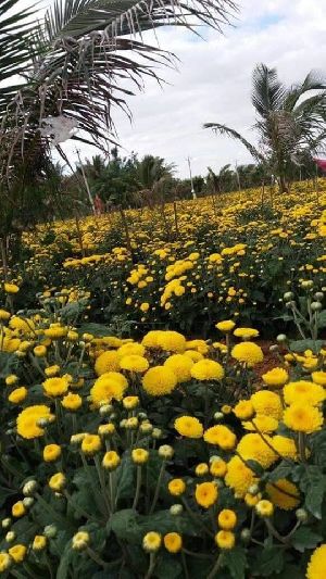 Marigold Chamanthi Chrysanthemum Nursery Plant