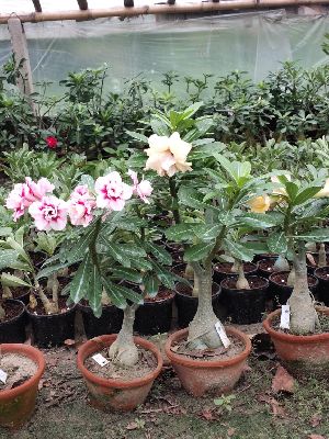 Grafted Adenium Plants
