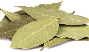 Bay Leaf