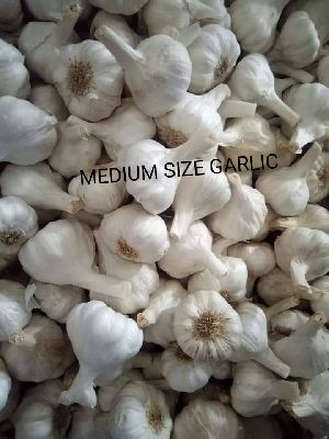 Garlic