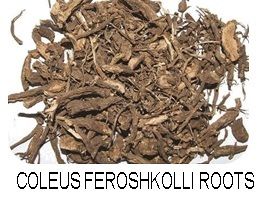 Coleus Forskohlii Root