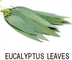 eucalyptus leaves