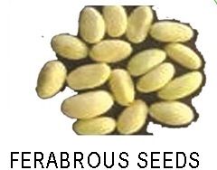 Fibrous seeds