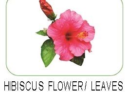 Hibiscus Flowers