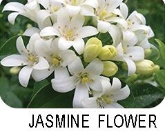 Jasmine Flowers