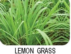 Lemon Grass