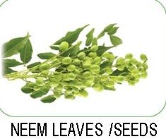 Neem Leaves